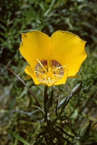Calochortus concolor